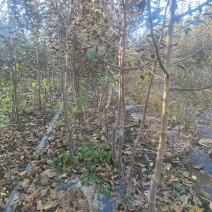 矮化中间砧苹果树苗，Hff63苹果树苗，矮化美八苹果苗