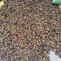 高山油茶子仔，油茶果，茶枯饼，茶麸