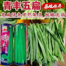 基地推荐青丰五扁架豆种子宽扁四季豆种子鲜嫩无筋豆角种籽
