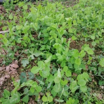 豌豆尖菜豌豆尖