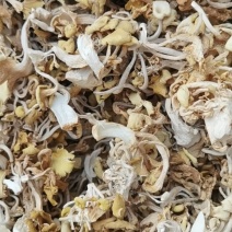 榆黄蘑鸡油菌干货炖鸡煲汤