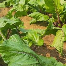 红菜苔菜地直供