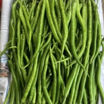 线椒3，4，8号优质品种老板热情诚信保质保量价格透明