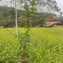 岗梅苗大量供应中规格齐全品质苗场直发量大从优欢迎来电咨询