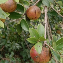山茶油果基地直采，现摘现发，规格齐全品质保证，欢迎电联