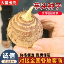 芋头种子毛芋头种子8520芋头种子发芽率高一条龙