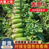 开封沙土地青萝卜，供应全国市场电商平台，品质保证，欢迎联