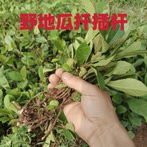 四川野生地瓜藤扦插杆新鲜批发零售大量上市诚信经营