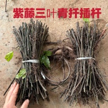 三叶青苗药材批发零售小叶紫藤三叶青扦插杆紫藤批发