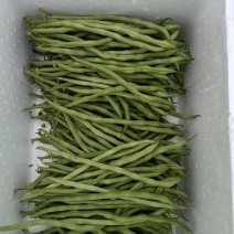 无筋豆大量上市、质量保证、欢迎采购111111