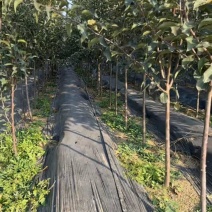 3公分鸡心果树
