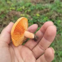 野生松菌