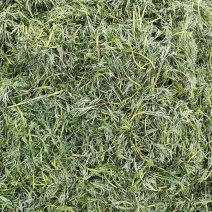 每年五一大量出售野生柳蒿芽