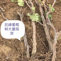 成年葡萄树出售，量大价格优惠，占地绿化种植盆栽