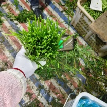 云南新鲜芦蒿