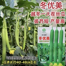 冬优美丝瓜种籽越冬一大茬丝瓜种子抗病高产长丝瓜种子拔节短