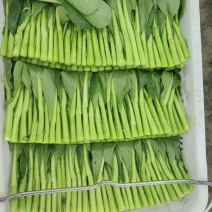 广东菜心