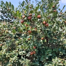 源江高山油茶