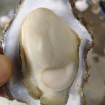 精选生蚝！肉质饱满爆膏，肥度超绝！一手产地直供，无中间商