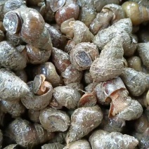 湖北薄壳螺狮大量接单产地直发量大从优欢迎来电