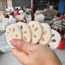 莲藕3735白莲藕陕西万亩基地量大从优可对接全国电商店