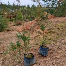 杜松苗，场地，大量供应，杜松，造型榕，袋苗及各种规格
