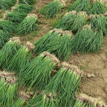 【种植专用苗】基地直发精品高产优质紫皮洋葱苗黄皮洋葱苗