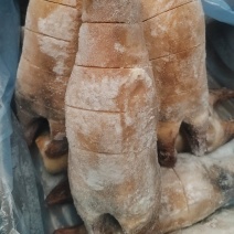 火烧牛蹄后蹄锯开的