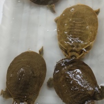 汉寿生态甲鱼