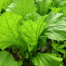 贵州高山荠菜