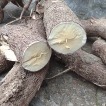 黄心木薯