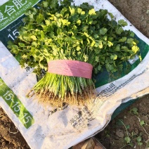 铁杆青香菜！产地直供！货源充足！支持各种包装发货欢迎下单