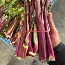 湖北产区精品红菜苔自有冷库、量大、