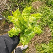 四川精品儿菜大量供应货源充足，量大从优对接全国