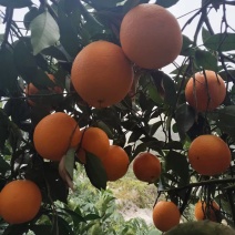 【湖南橙子】湖南纽荷尔脐橙/湘西脐橙/电商团购一件代发