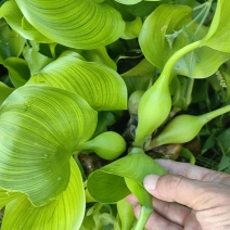 水葫芦