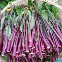 湖北红菜苔油菜苔菜苔大量供应，需要的客户联系我