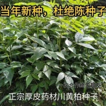 当季新种正宗厚皮川黄柏种子药材黄柏厚皮种子黄檗树种子