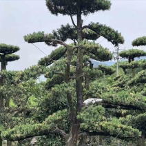 浙江金华大量供应造型树罗汉松造型树基地直发，欢迎咨询