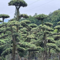 造型树，景观树，罗汉松浙江基地直发，货源充足欢迎咨询
