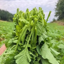 [牛]菜苔油菜苔富硒油菜苔产地现摘现发价格实惠新鲜欢迎来电