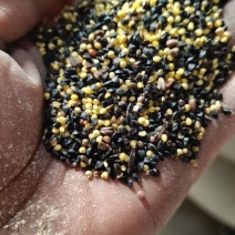 菜籽下角料草籽