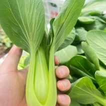 精品上海青