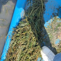 虾蟹养殖，工程绿化专用，耐高温净化水质