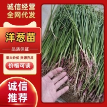2025年新洋葱苗上市了红皮洋葱苗栽苗子欢迎来电