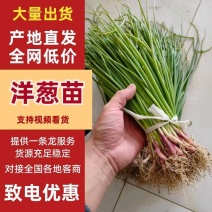 洋葱苗红皮洋葱苗二红半高桩高产洋葱苗栽苗现挖现发无土无杂