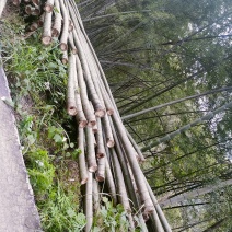 竹子，竹片