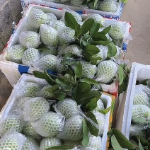广东白心番石榴芭乐基地直供质量保证一手货源对接商超
