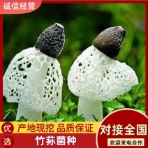 竹荪菌种大量菌种供应产地直发新鲜采购