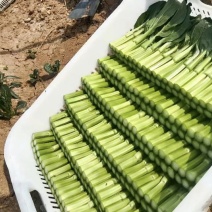 尖叶甜菜心